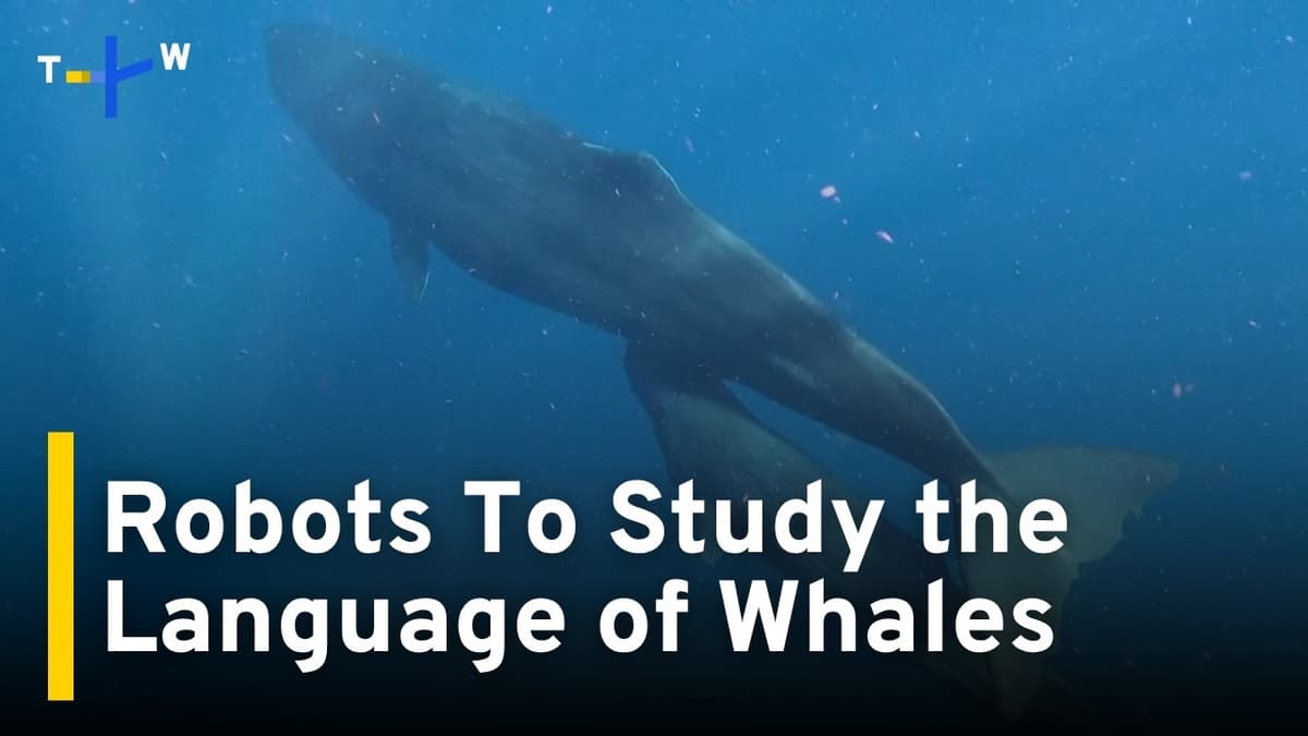 Robots to Study Sperm Whale Communication｜TaiwanPlus News