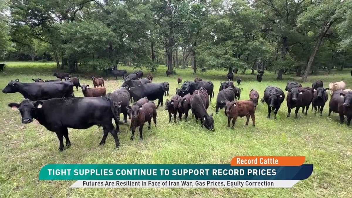 Record Fed Cattle Prices