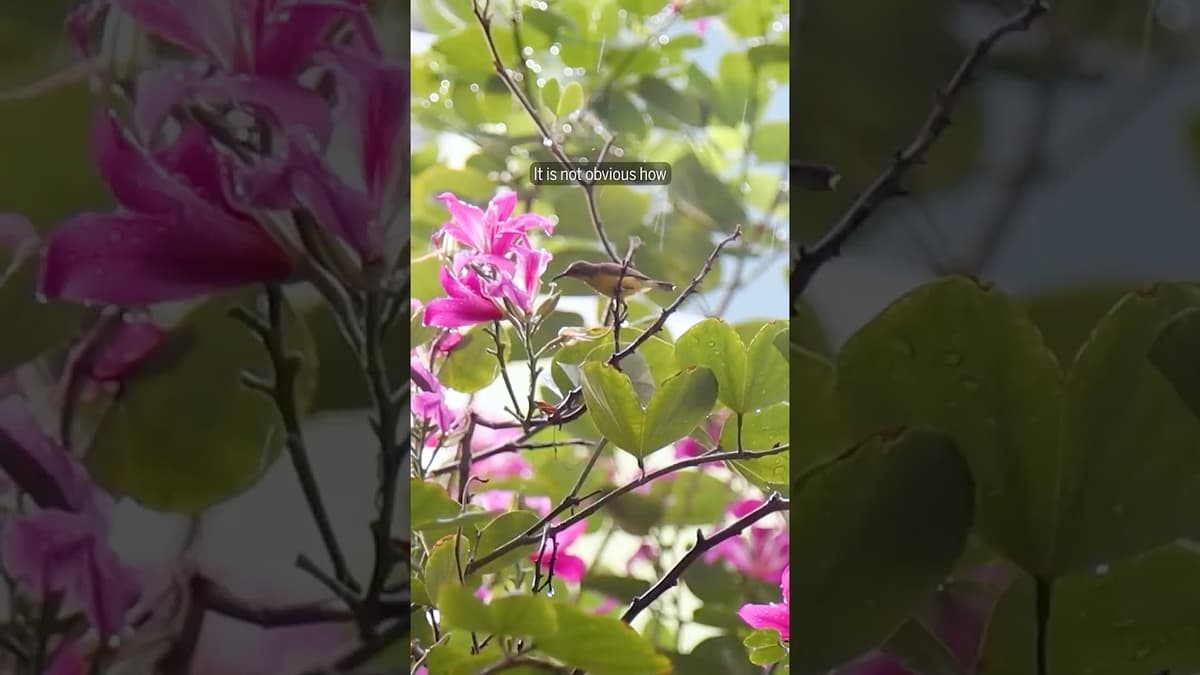 How Do Sunbirds Suck up Nectar?