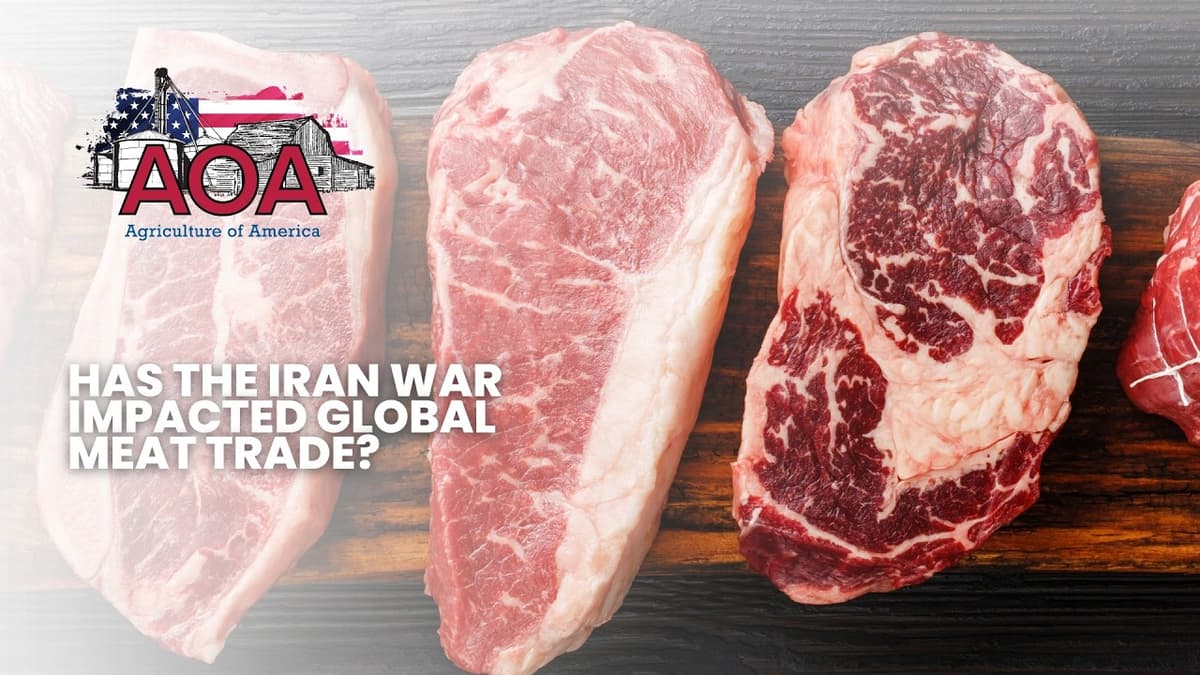 Has the Iran War Impacted Global Meat Trade?