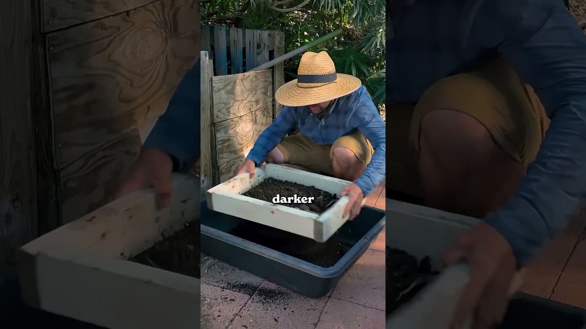 Here's How @Jacquesinthegarden Make His Peppers Grow Faster...