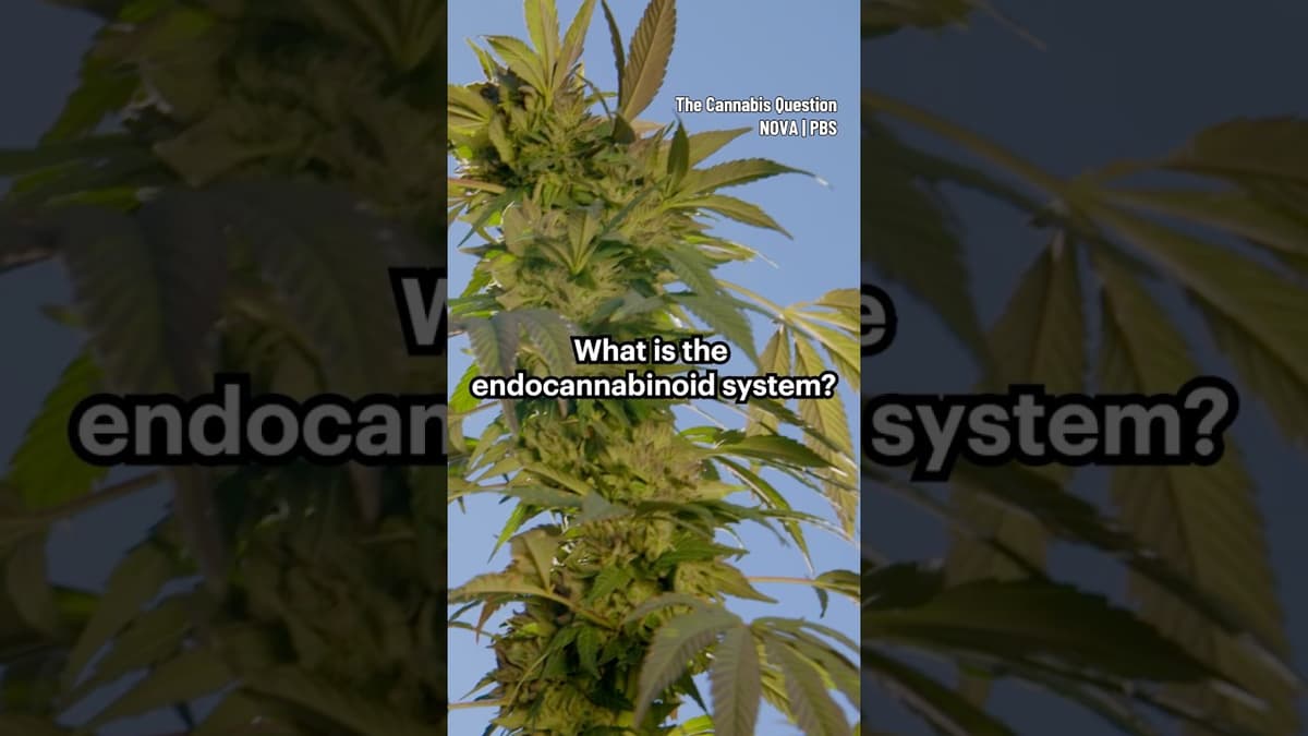 What Is the Endocannabinoid System? #brain #neuroscience