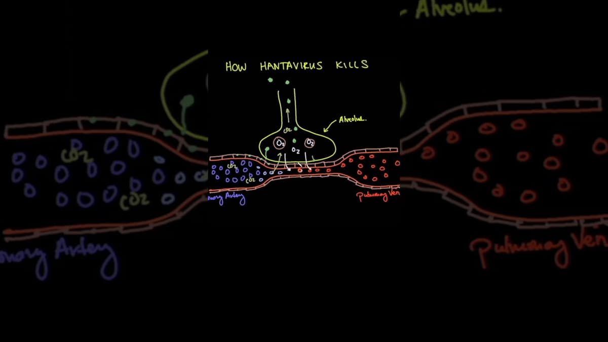 Why Is Hantavirus so Deadly?
