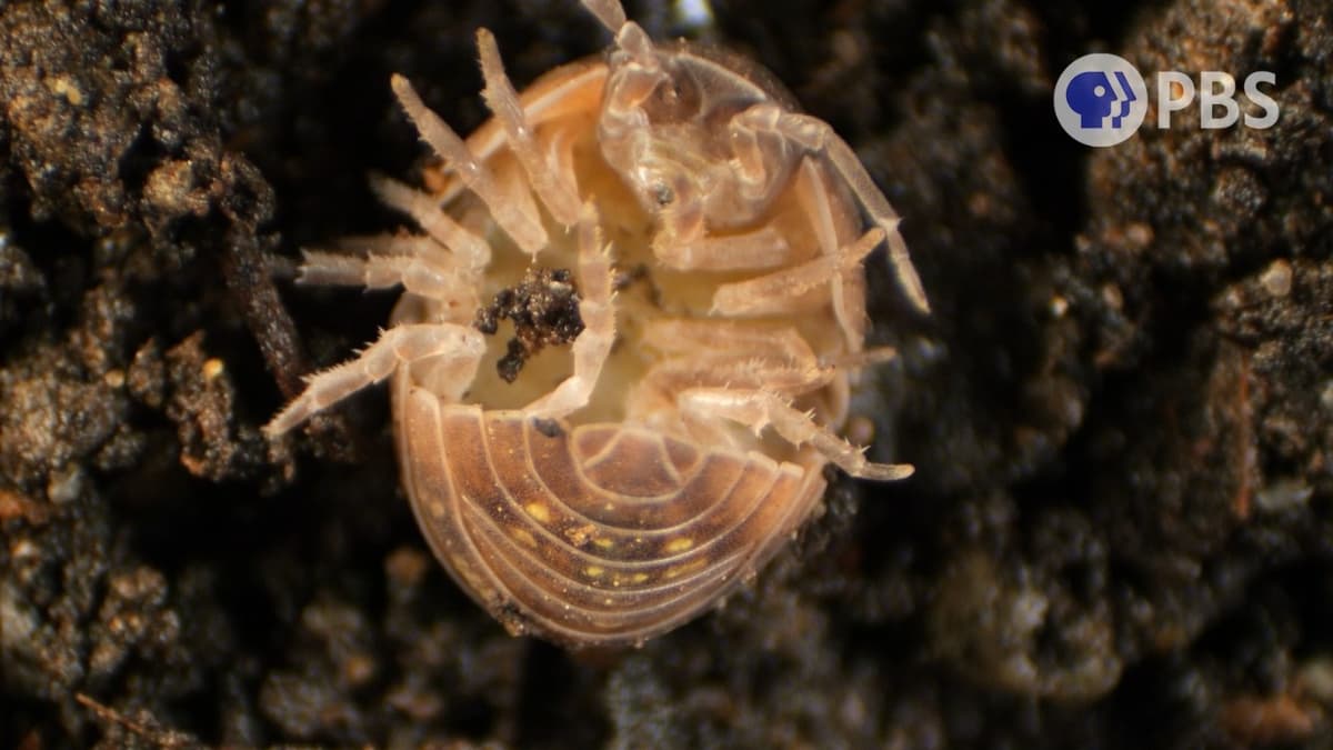 She's a Crustacean. She's a Mom. She's a Roly Poly.