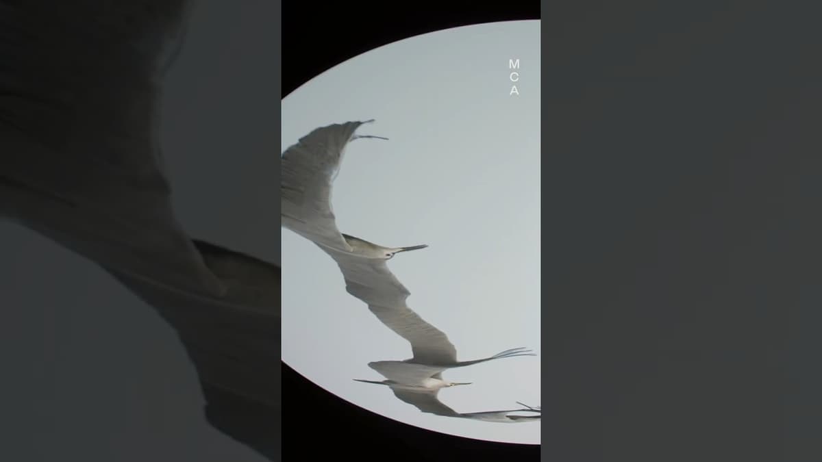 Beyond the Algorithm – Angie Abdilla on Meditation on Country | Data Dreams: Art and AI