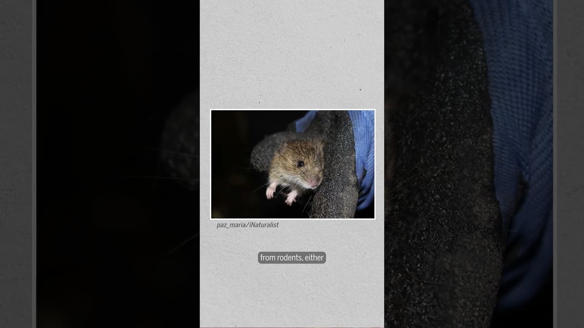 What Do We Know About the Origin of the Hantavirus Outbreak?