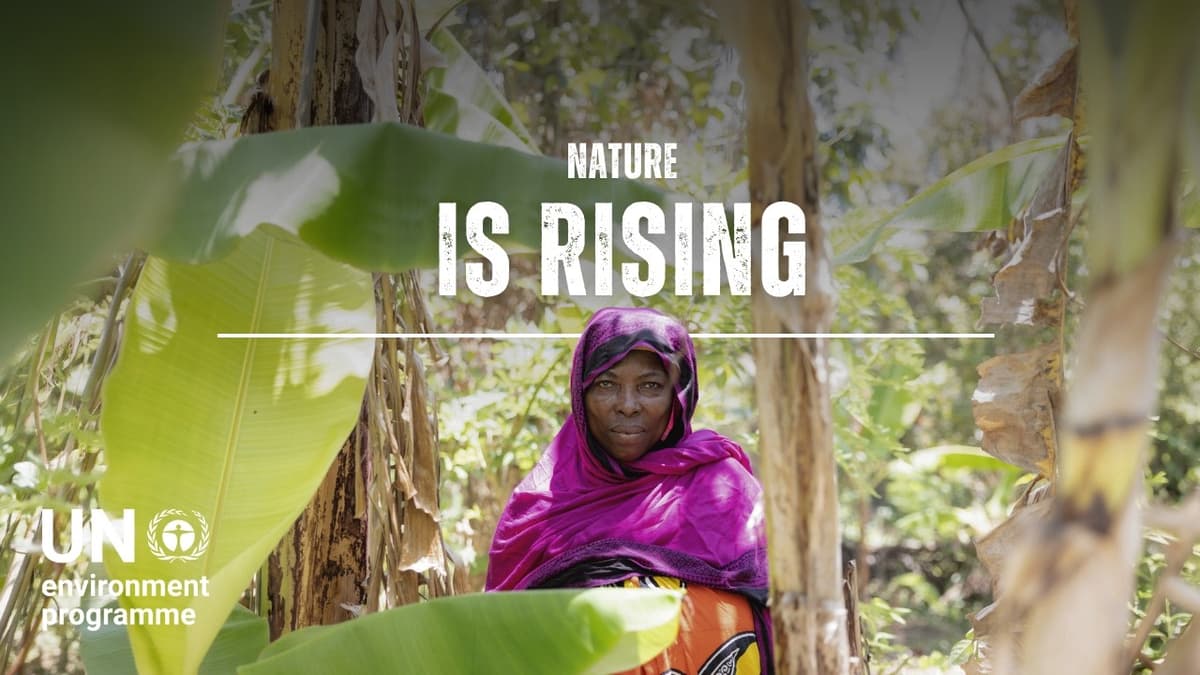 1.4 Million Trees, One Big Lesson in Climate Resilience