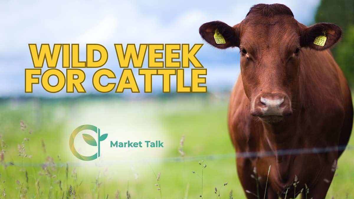Cattle Futures Rebound Friday; Record Cash Trade Seen
