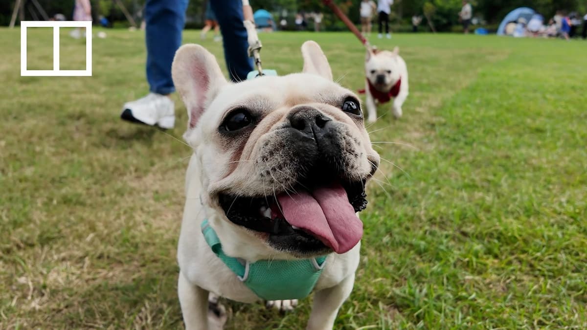Are Hongkongers Ready to Share Tables with Dogs?