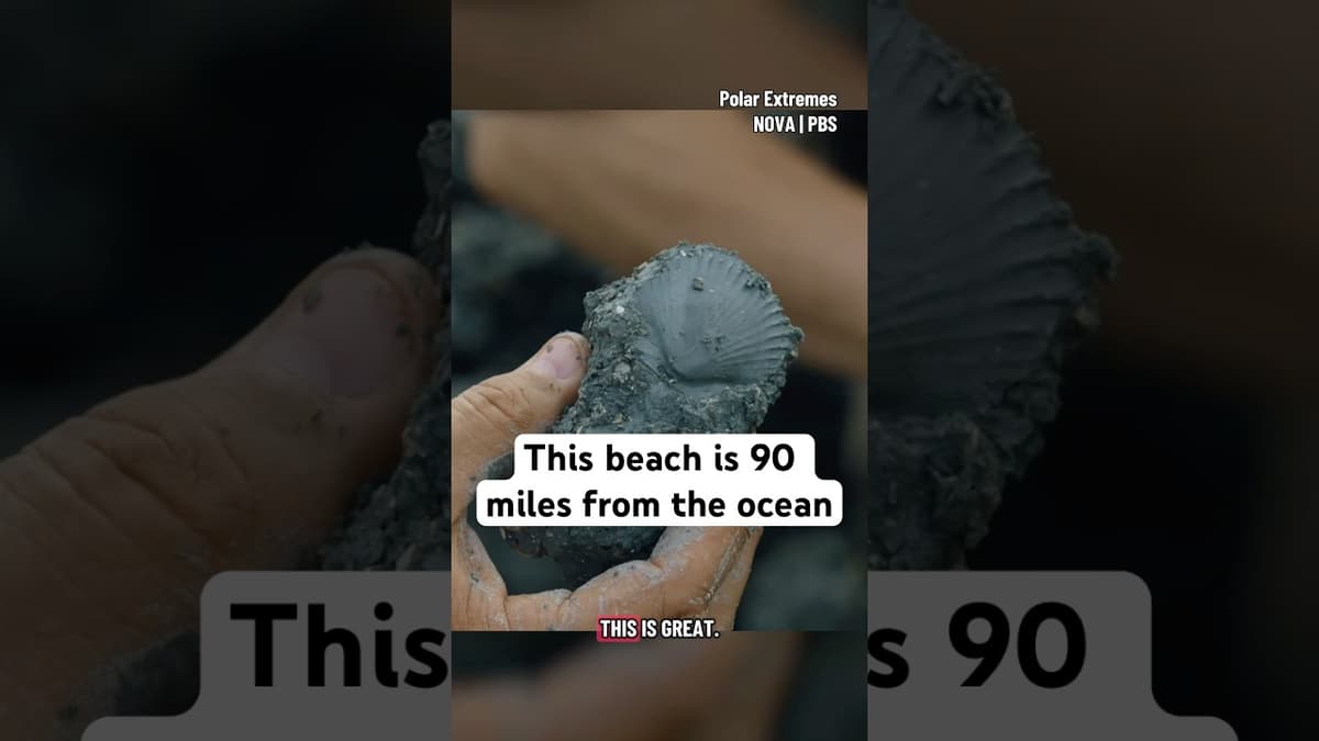 This Beach Is 90 Miles From the Ocean #fossil #paleontology #sealevel #beach