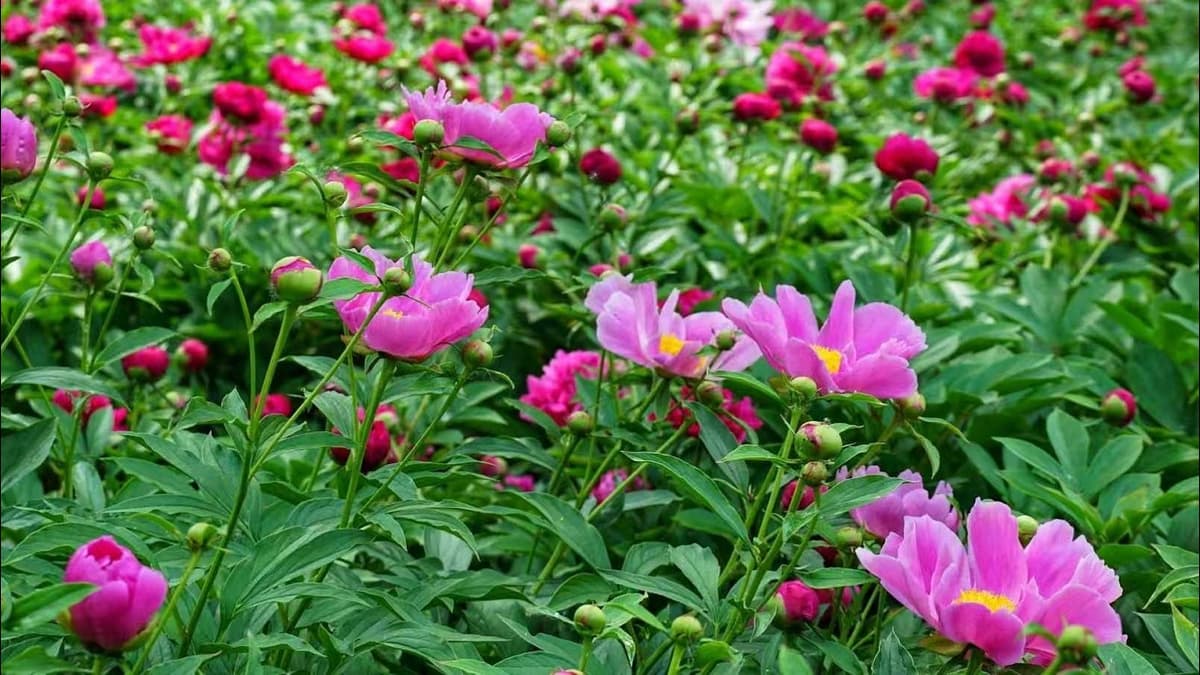 Watch: Peony Splendor at the Tongzhou Grand Canal Garden in Beijing, China