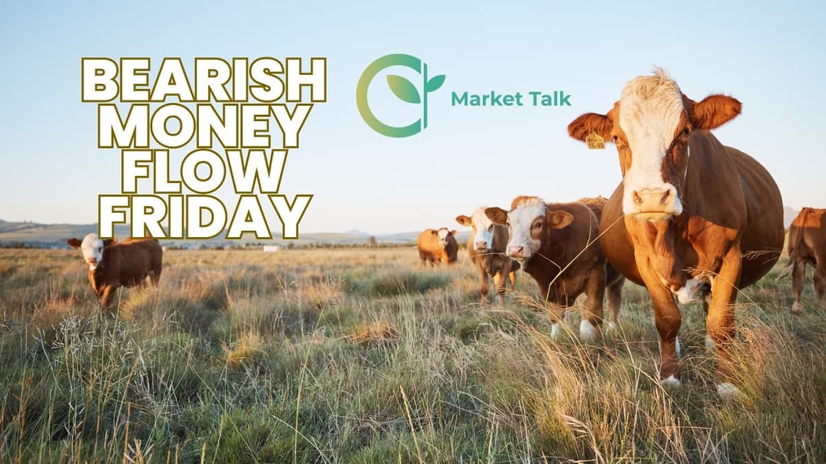 Money Flows Against Cattle, Hogs and Commodities to End the Month