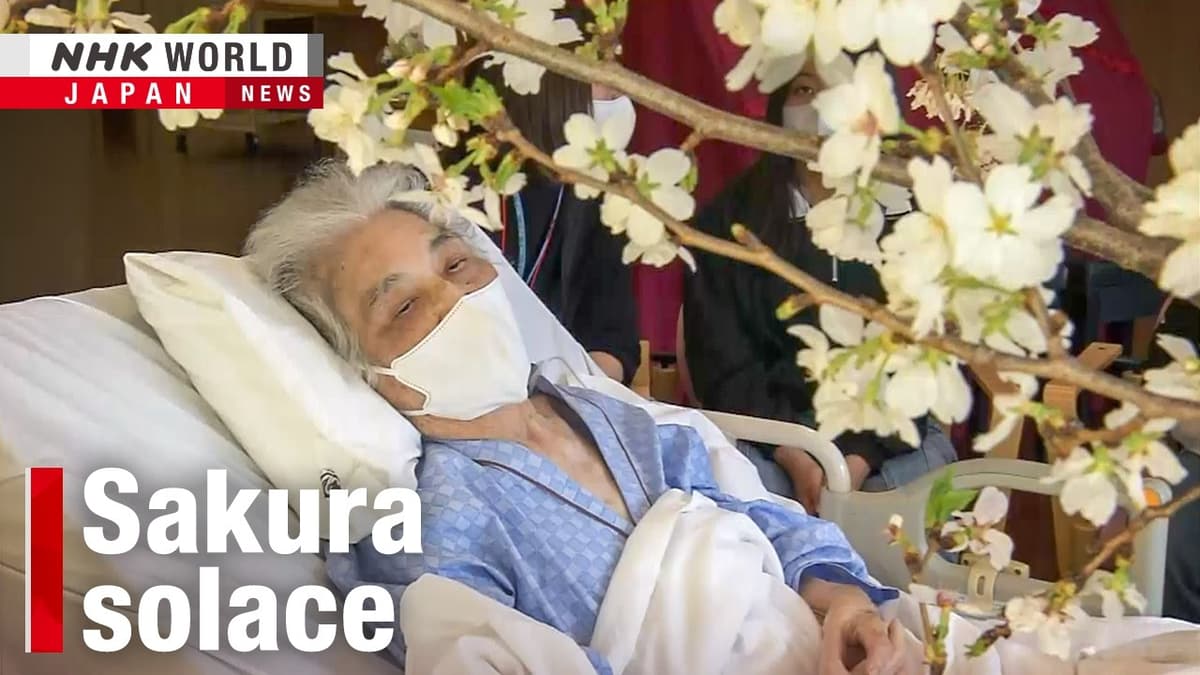 Cherry Blossoms Bring Comfort to Terminally Ill PatientsーNHK WORLD-JAPAN NEWS