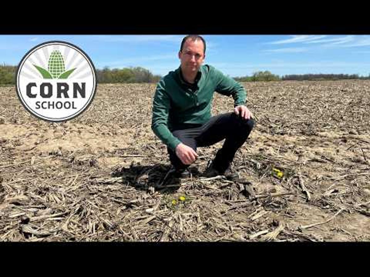 Getting the Best Value for Weed Control This Spring | Corn School