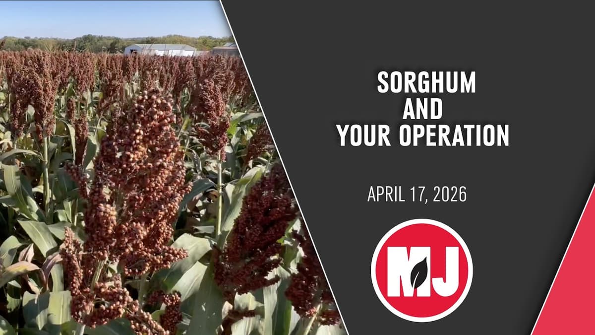 How Can Sorghum Impact Your Operation | Steve White | April 17, 2026