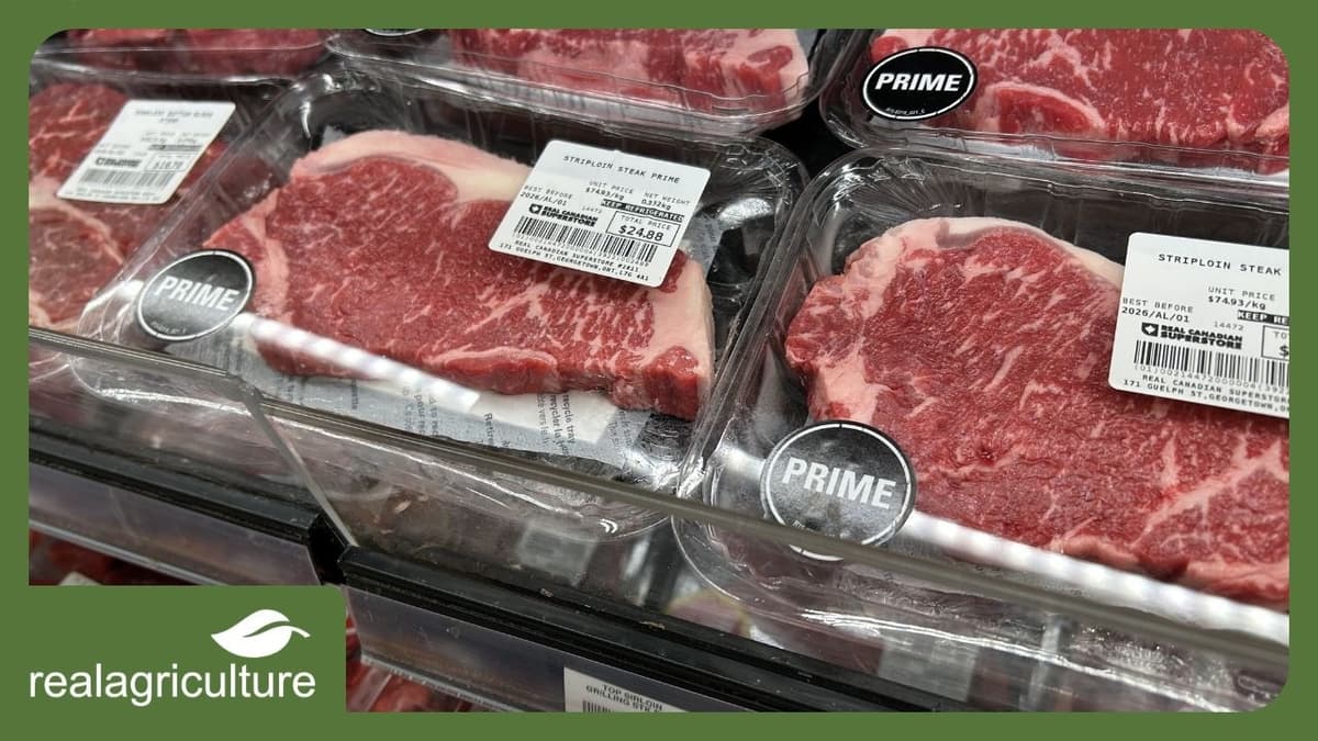 Canadian Meat Sector Pushes for Trade Certainty Amid Labour Crunch