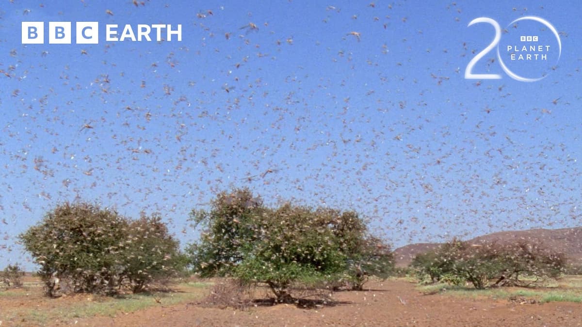 Nature's Most Destructive Swarm | 20 Years of Planet Earth | BBC Earth