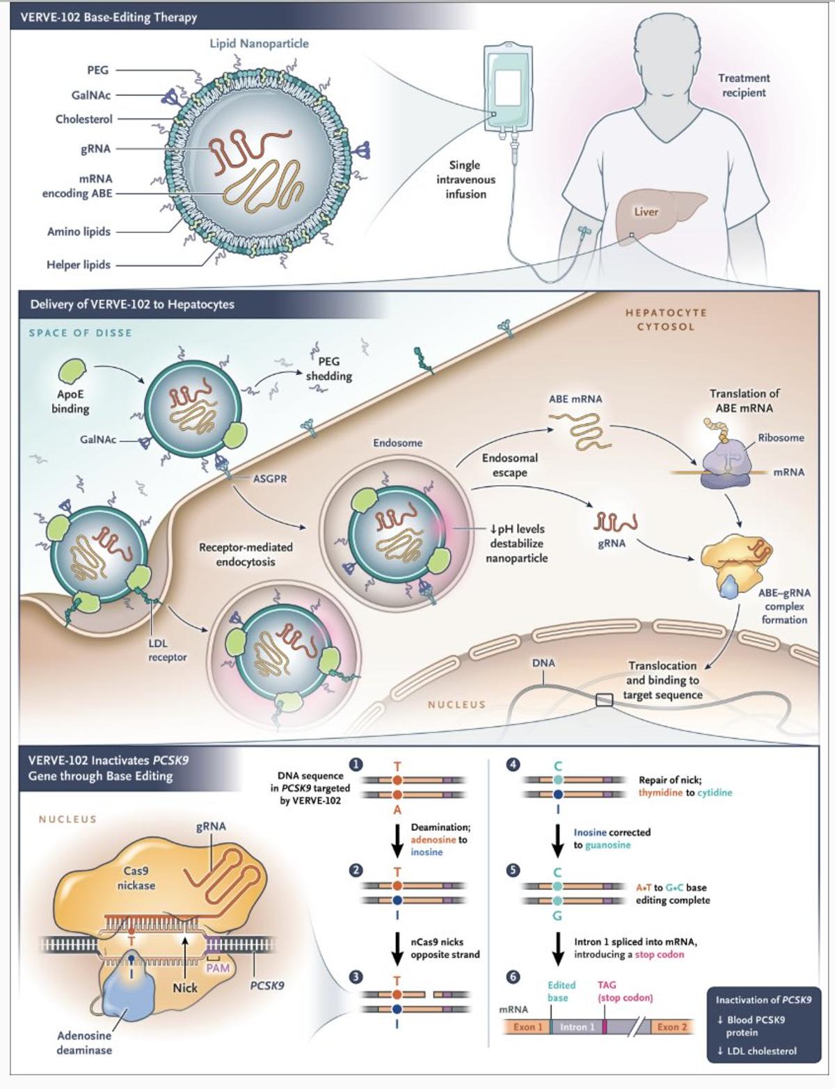 Weekly Reads: Effective LDL Gene Editing, Chinese Genetics Guidelines, Human Embryo Models in Space