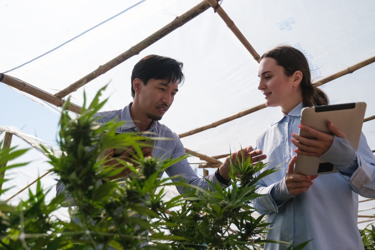 Emerald’s MJBizCon’s Evolution Amid Industry Overhaul