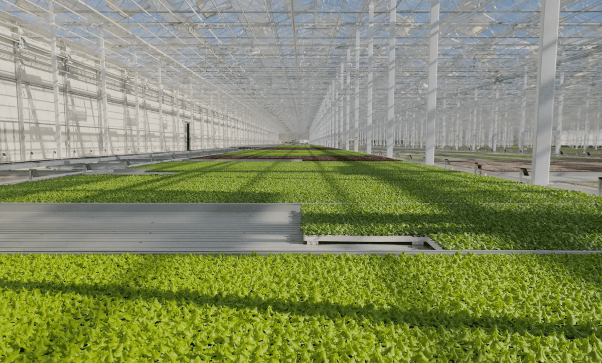 Hydroponic Salads Make Their Debut in German Supermarkets