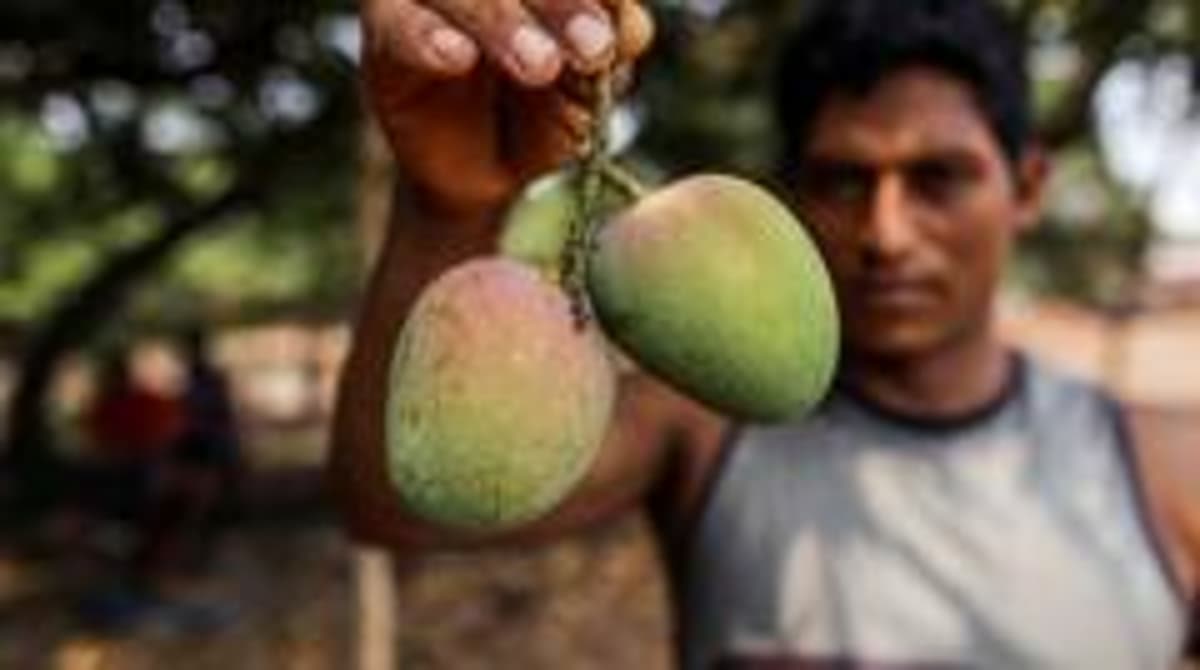 How Do You Modernise Mango Farming?