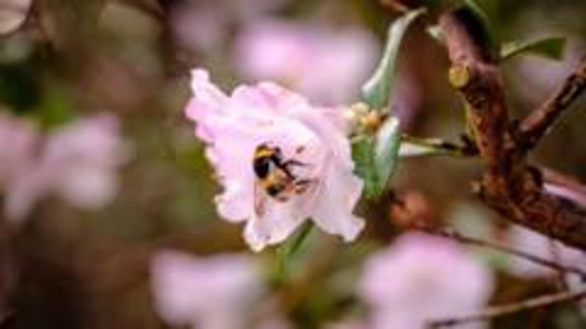 'Pioneering' Study to Boost Bee Numbers at Wakehurst