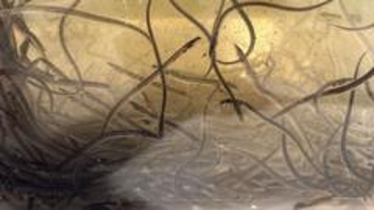 Endangered Eel Population Boost Hopes