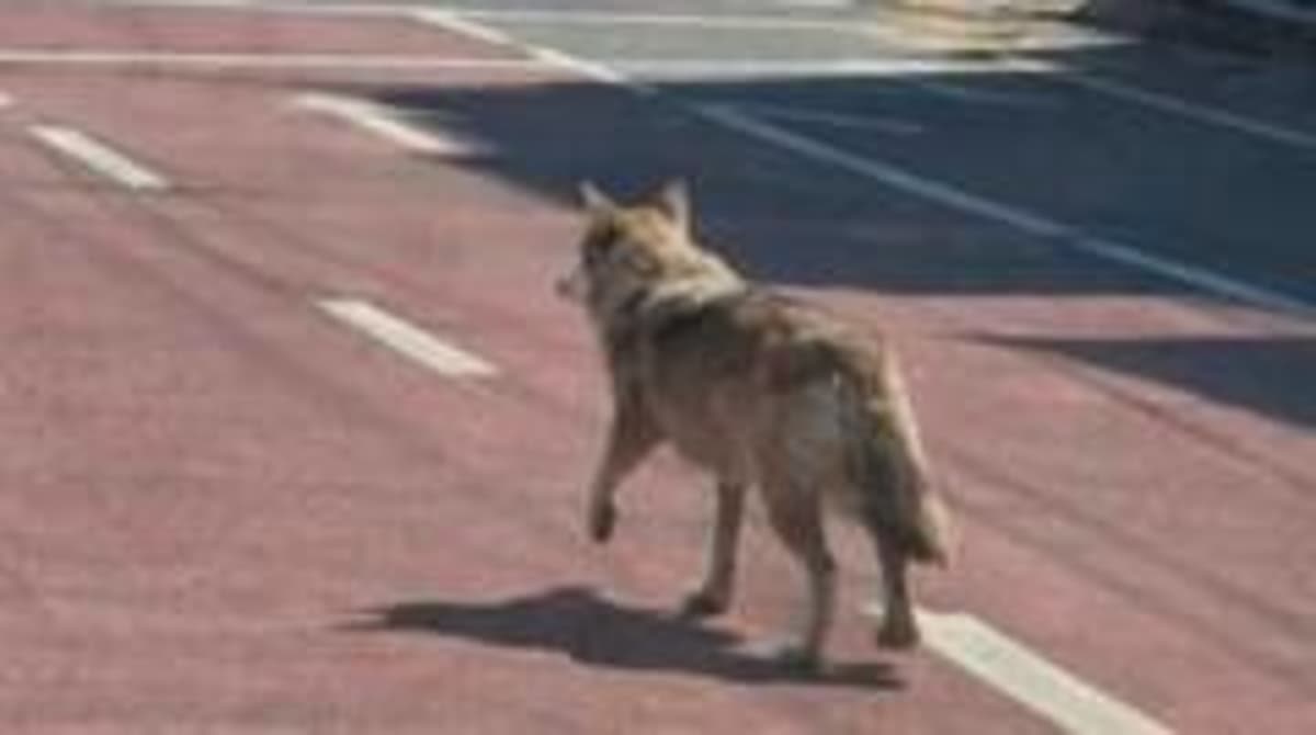 South Korea Police Arrest Man for Posting AI Photo of Runaway Wolf