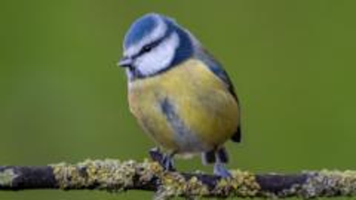Surrey's Blue Tit Bucks National Trend in Bird Study