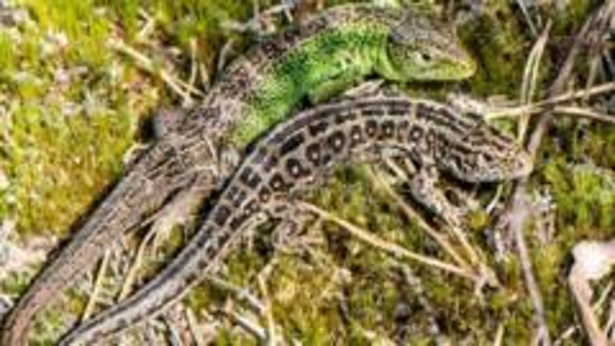Dorset Wildlife Trust Acquires 110 Acres of Upton Heath
