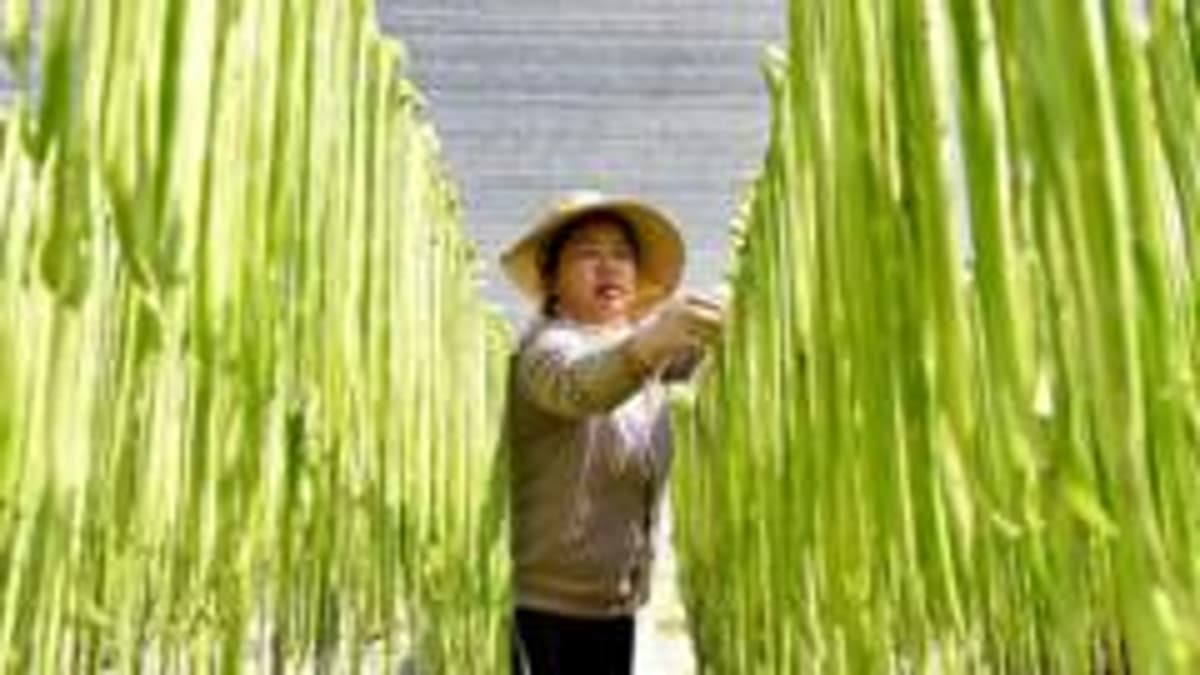 China Should Stop Hoarding Food and Fertiliser, Says Former World Bank Chief