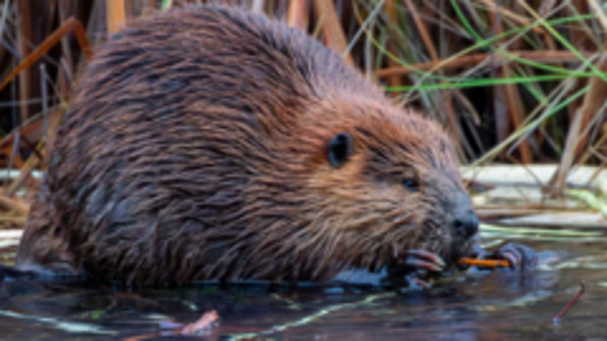Charity Plans to Release Wild Beavers Into Rivers