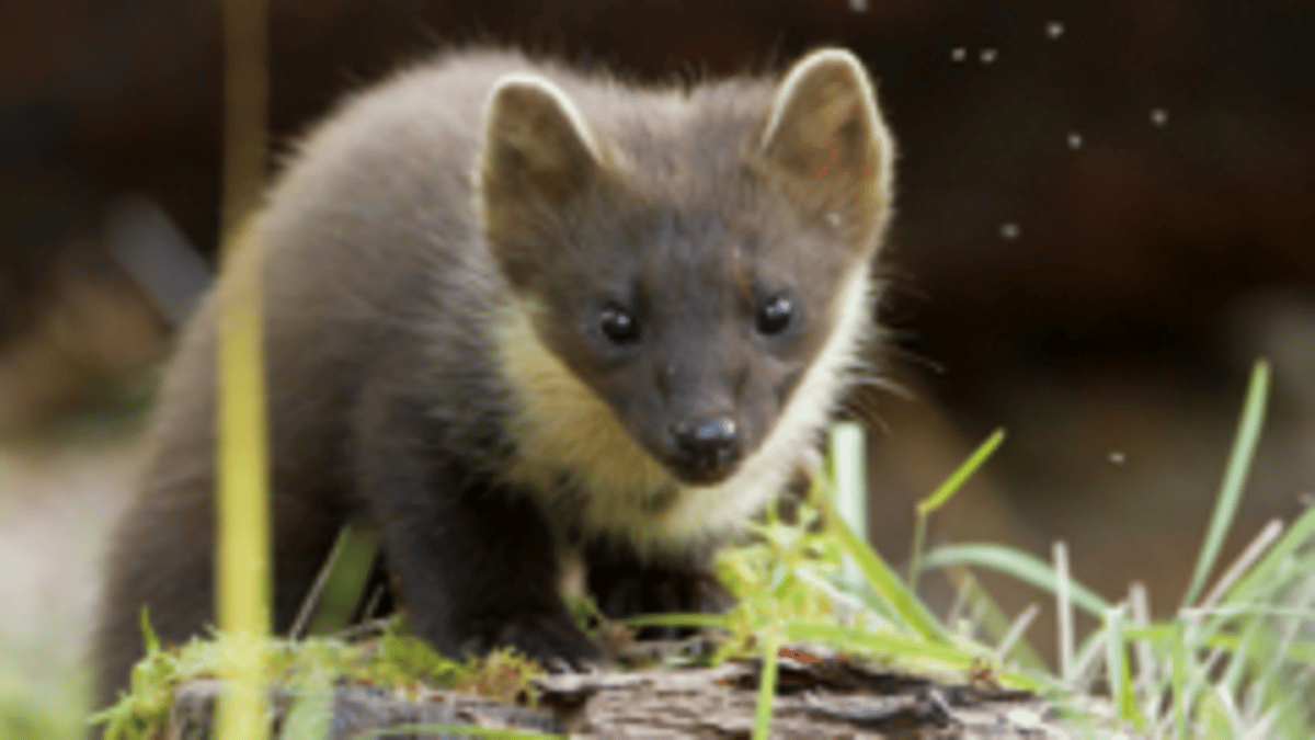Hopes More Pine Martens Will Be Born in the Wild