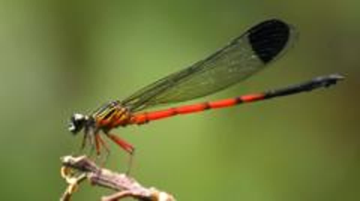 Dragonflies in Distress: Scientists Sound Alarm in India's Ecological Hotspot