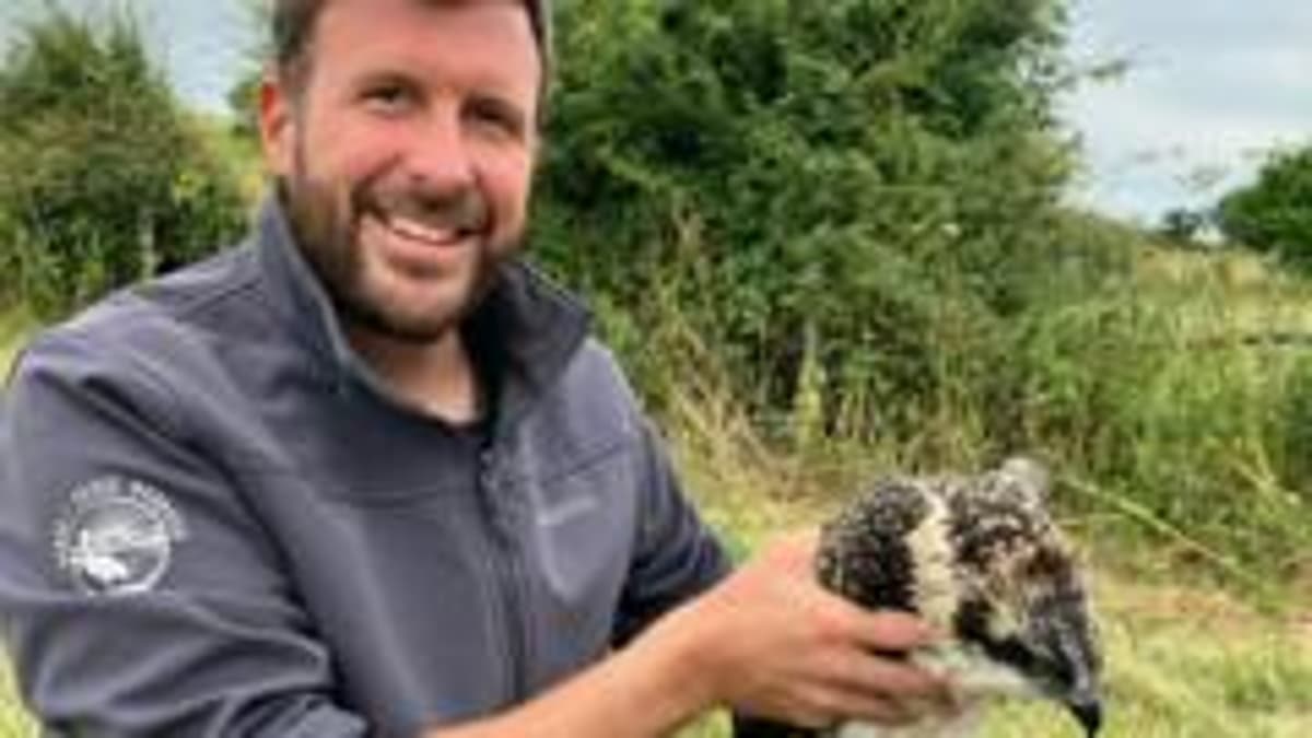How Ospreys Were 'Tricked' Into Breeding in Dorset