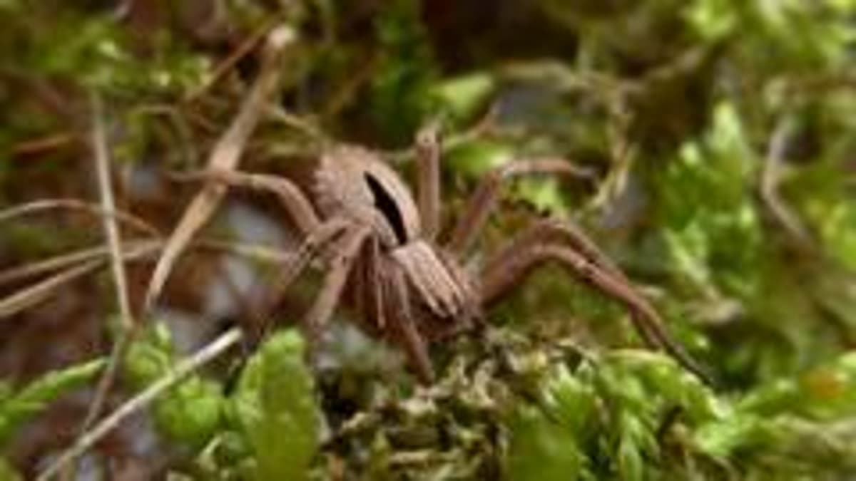 Project to Protect 'Lost' Spider Gets Funding Boost