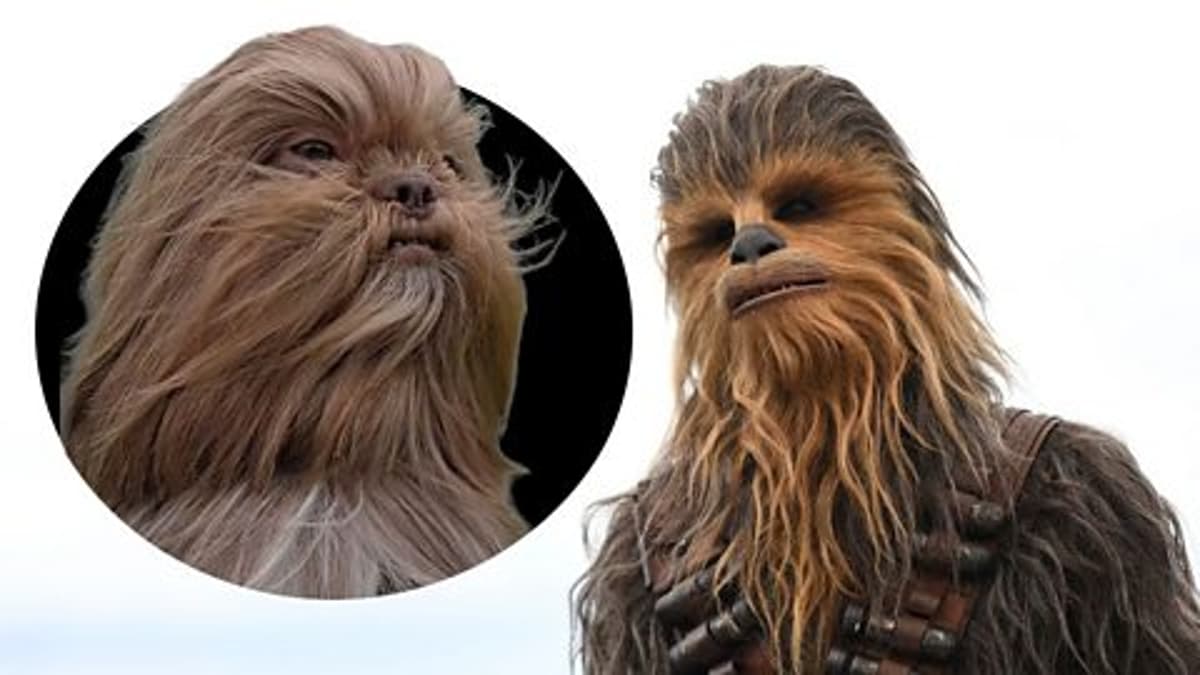 From Chewbacca the Dog to Ed Sheeran the Cat: Why Pet Lookalikes Go Viral