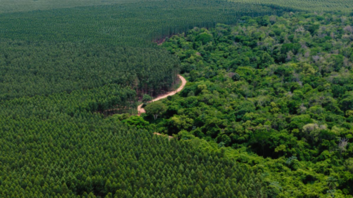 IDB Invest Supports Paracel, the Largest Private Investment in Paraguay’s History, to Develop Country’s First Industrial Hub for Sustainable Forestry