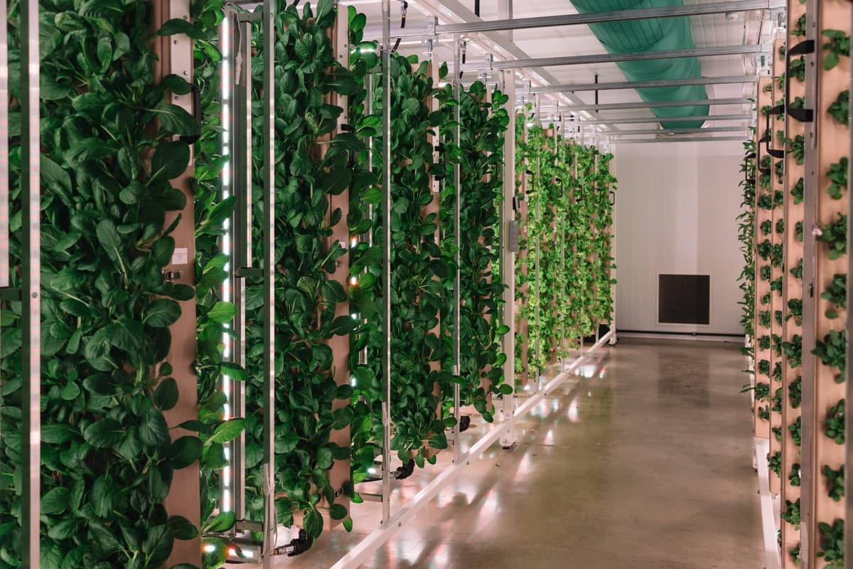 IAG and HiFe Plants Show 25g of Engineered Pea Leaves Can Meet a Woman’s Full Daily Iron Requirement
