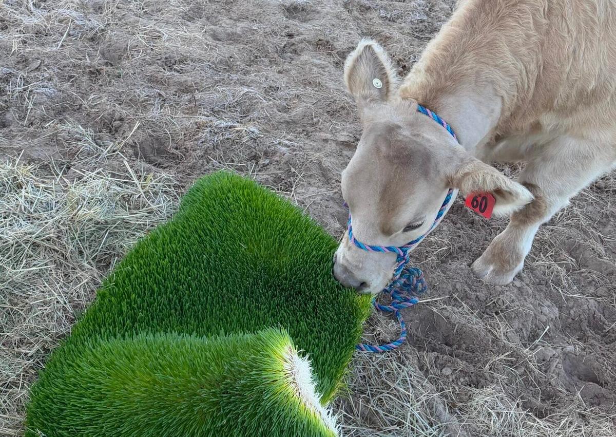 Container Farms and Food Security: How Schools Are Growing for Cafeterias and Food Banks