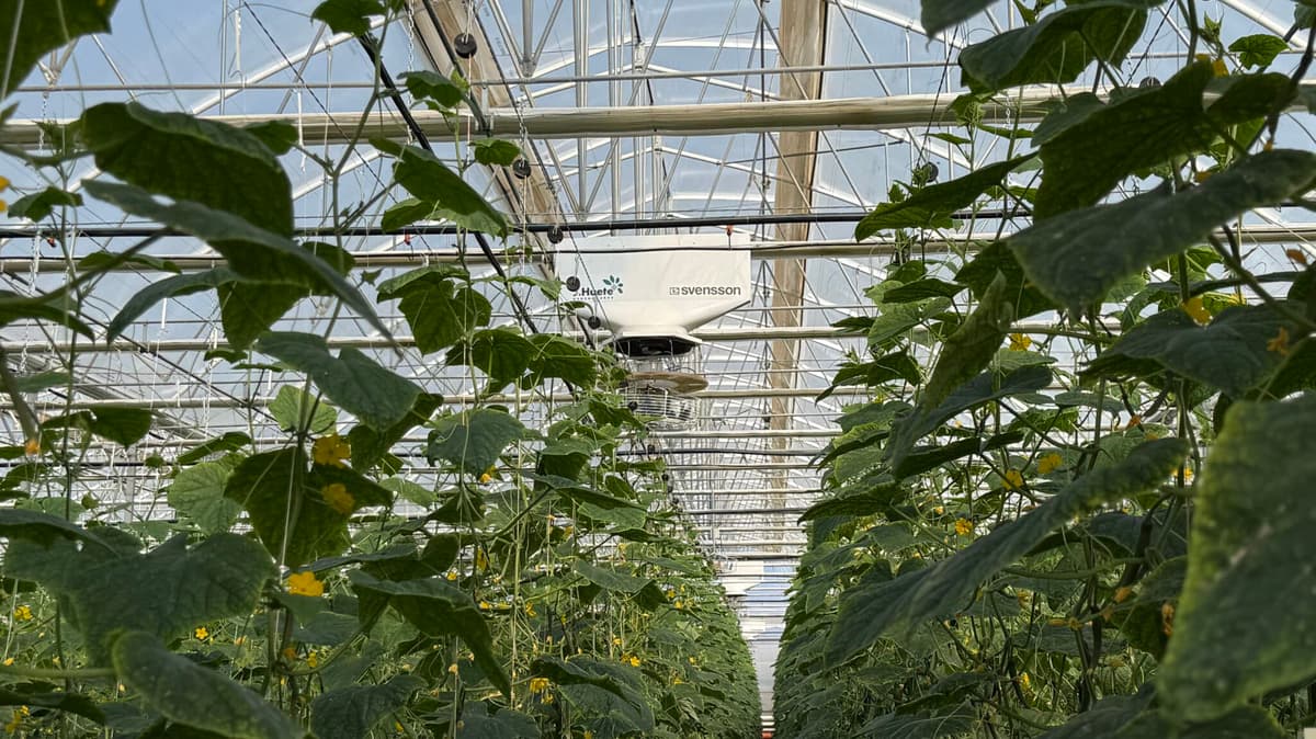 J. Huete Greenhouses Completes 3.2-Hectare High-Tech Greenhouse in Almería