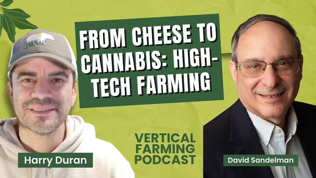 David Sandelman on Why Cannabis Post-Harvest Is Still Operating in the Dark