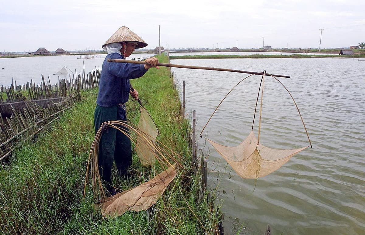 A Virus From Farmed Seafood Is Causing A New Eye Disease In People