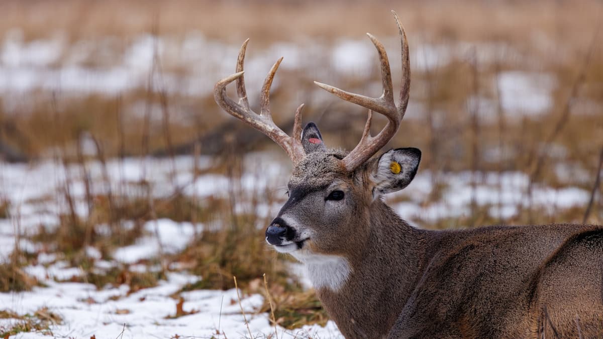 Oklahoma Just Released a Captive Whitetail Deer Into the Wild...On Purpose