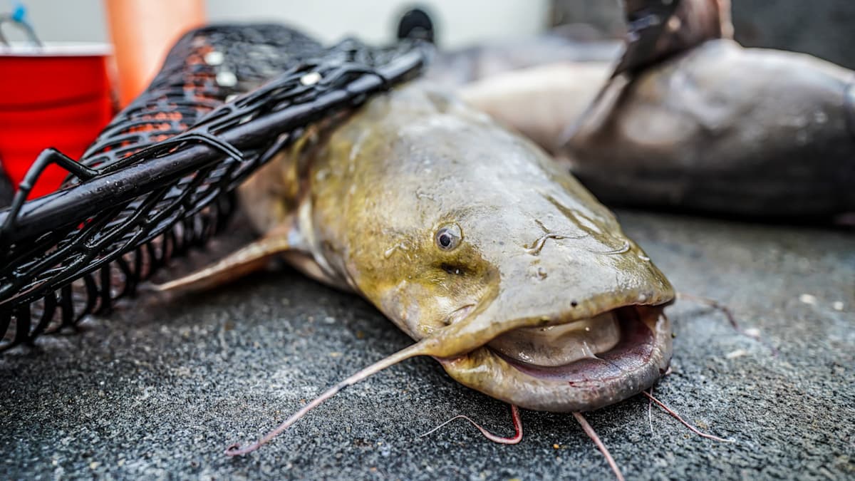 How to Catch Spring Catfish