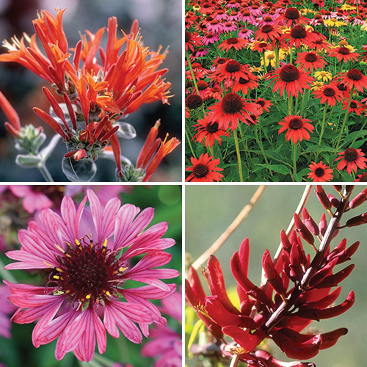 Strong Summer Bloomers for the Southeast