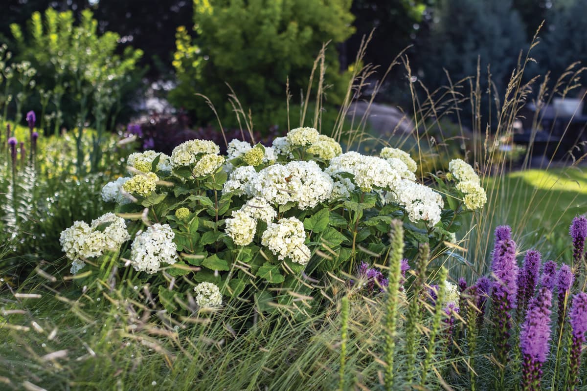 FlowerFull Smooth Hydrangea Is Anything but a Flop