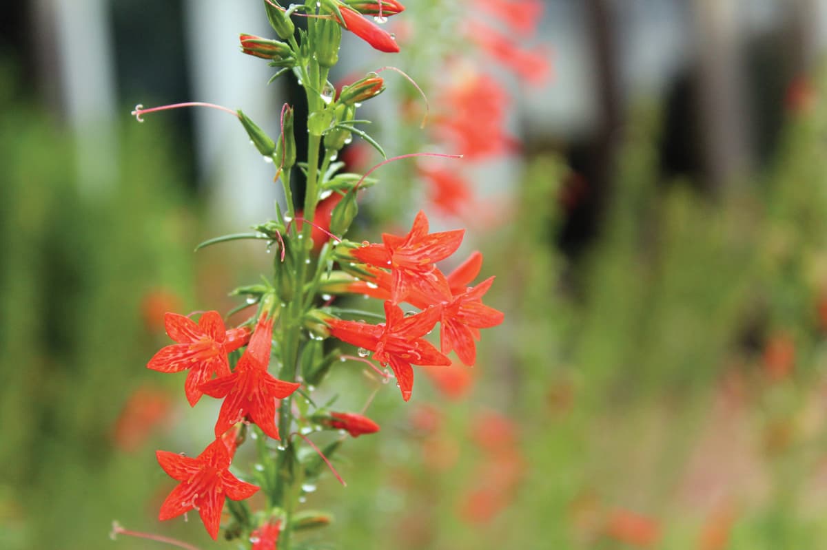 Texas Plume: Kick It Up a Notch with This Charismatic Biennial