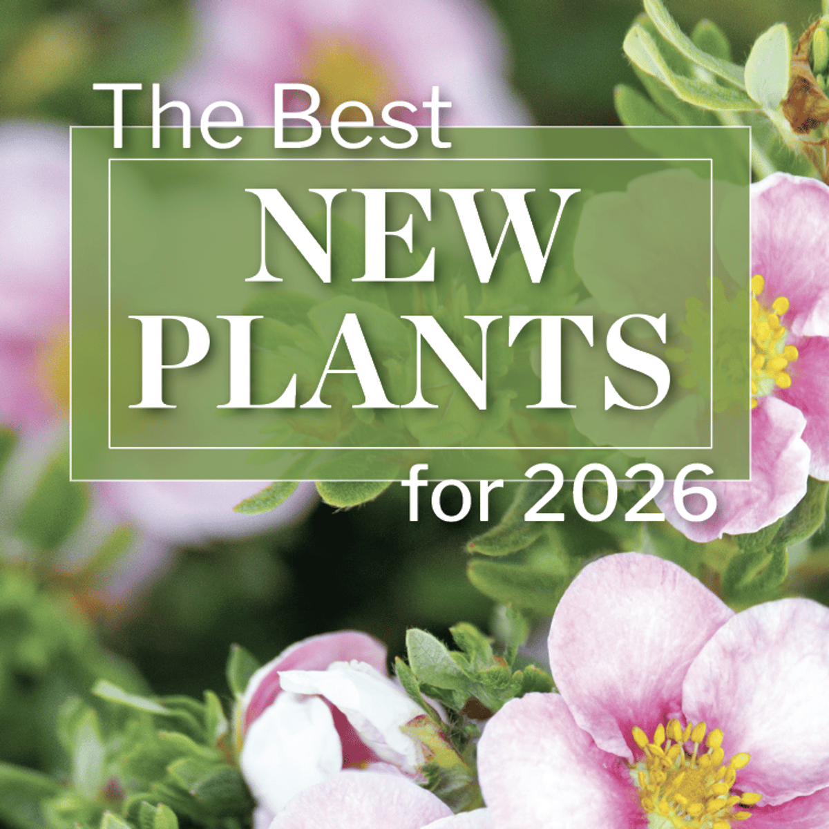 The Best New Plants for 2026