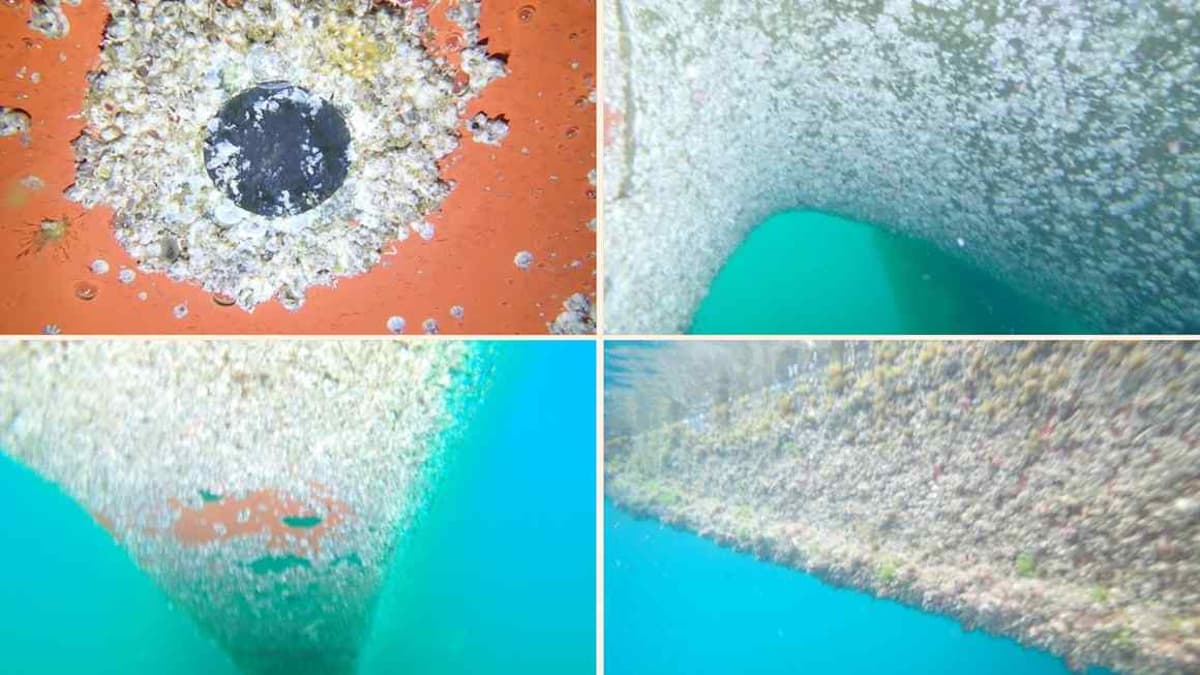 Barnacles and Jellyfish Infest Ships Trapped in the Gulf